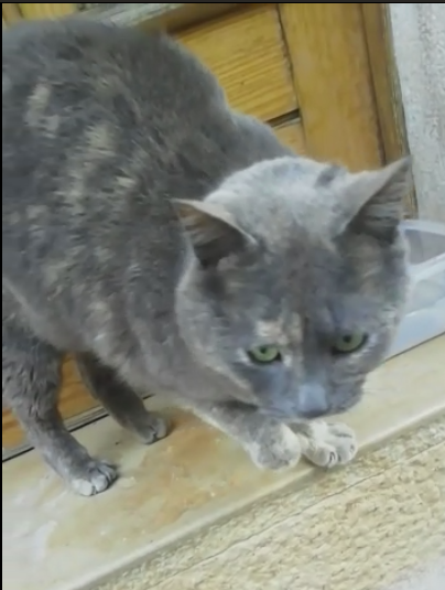 Raviolina randagia in cerca di coccole costanti Foto 5